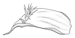 Ptychomnion densifolium, leaf with dwarf male plants. Drawn from K.W. Allison 6845, CHR 454699.
 Image: R.C. Wagstaff © Landcare Research 2018 